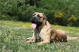 BOERBULL 029